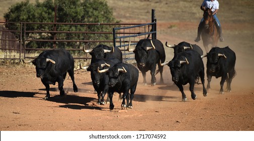 Brave Spanish Bulls Running In A Stud Farm