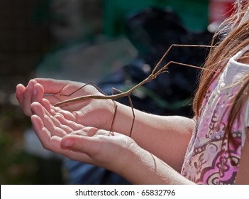 Brave young girl plays with a pet walking stick. - Powered by Shutterstock
