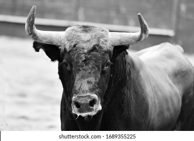 A bravery big bull on spain