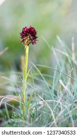 Brave's blood flower (Nigritella) , a rare tiny alpine orchid
