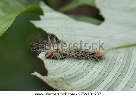 Brazil Amazon butterfly moth insect bug animal