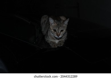 Brazil, São Luis, Maranhão, September 2021. A Kitten, A Brindle Cat On A Dark Background. Beautiful Gray Tabby Cat Looking Forward On Black Background.