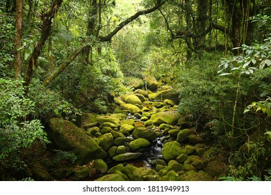 Brazil nature. Jungle flora in Serra dos Orgaos National Park. Mata Atlantica (Atlantic Rainforest). - Shutterstock ID 1811949913