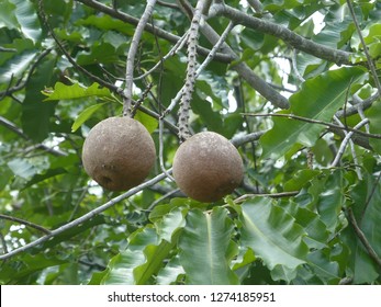 Brazil nut capsule (Bertholletia excelsa) Lecythidaceae family, on tree. Amazon rainforest, Brazil