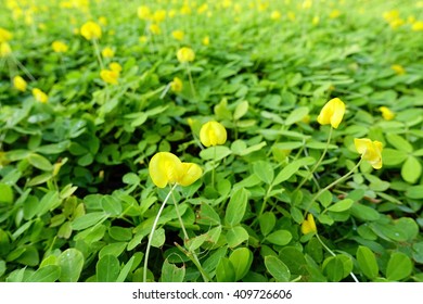 3,472 Brazil nut tree Images, Stock Photos & Vectors | Shutterstock