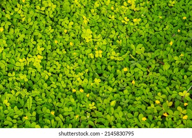 Brazil Nut Tree, Ground Cover, Light Green Leaves, Yellow Flowers