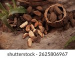 
Brazil nuts, Brazil nuts in shell, On the tree