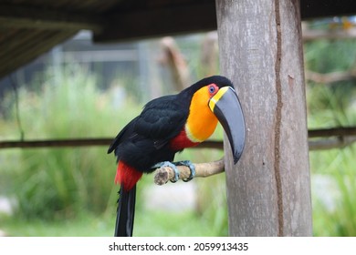 Belém, Pará, Brazil, October 2021. Toucan, a Brazilian bird, of the Ramphastidae family, lives in the tropical forests of Central and South America.
