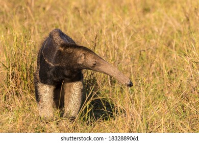 Brazil, Pantanal. Giant Anteater Close-up.