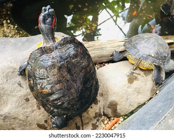 Brazil tortoise photo in the fish pond - Shutterstock ID 2230047915