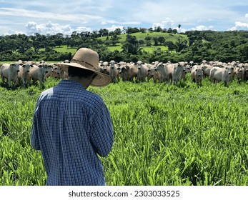 Brazil tropical grass beef cattle - Powered by Shutterstock