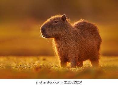 Brazil wildlife. Capybara, Hydrochoerus hydrochaeris, Biggest mouse near the water with evening light during sunset, Pantanal, Brazil. Wildlife scene from nature. Orange evening with cute mammal. - Shutterstock ID 2120513234