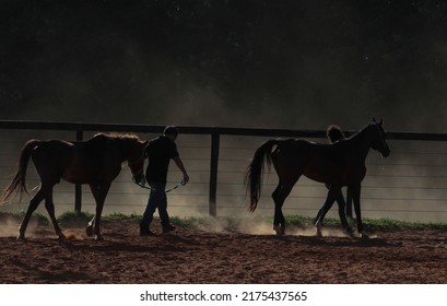 Pirenópolis(GO), Brazil-February - 25,2014: Horse Trainers
