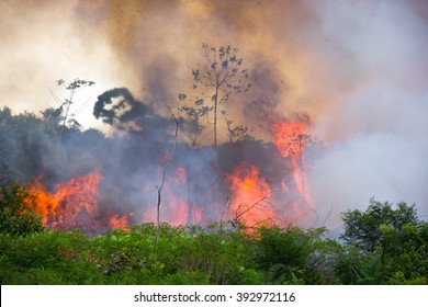 Brazilian Amazon Forest burning to open space for pasture