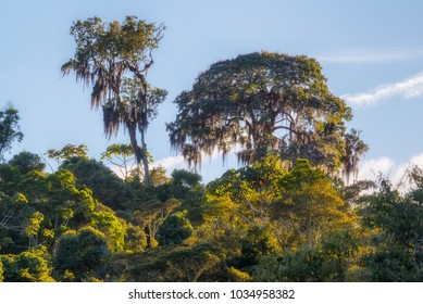 Brazilian Atlantic Forest Canopy