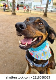 Brazilian Beautiful Mixed Breed Dog Hamilton Smiling In A Park