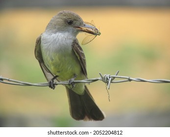 Brazilian Bird Eating Insect In Nature