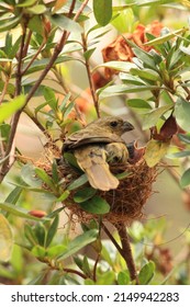 brazilian bird in the nest with his baby bird