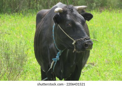 
Brazilian Black Cow In Landscape