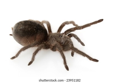 Grammostola pulchra Images, Stock Photos & Vectors | Shutterstock