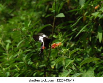 Brazilian Butterfly Parides Ascanius