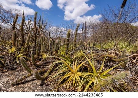 Brazilian Caatinga biome. Typical vegetation, Macambira (Bromeliaceae) and Xique xique (cactus) of the northeast region in Araruna, Paraíba, Brazil.