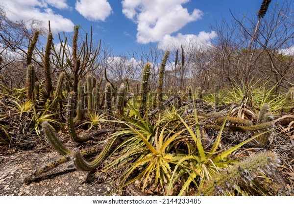 Brazilian Caatinga biome. Typical vegetation,
Macambira (Bromeliaceae) and Xique xique (cactus) of the northeast
region in Araruna, Paraíba,
Brazil.