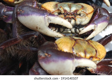 Brazilian Crabs Barra De Miguel Beach Stock Photo 1914140107 | Shutterstock