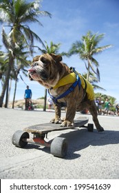 Brazilian dog riding skateboard under the palm trees at Arpoador Rio de Janeiro Brazil
