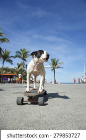 Brazilian dog riding skateboard under the palm trees at Arpoador Ipanema Beach Rio de Janeiro Brazil