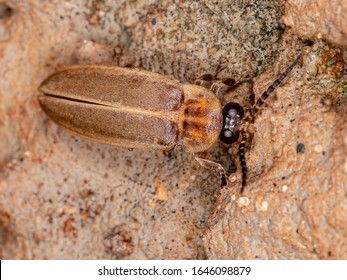 Brazilian Firefly Beetle of the Family Lampyridae