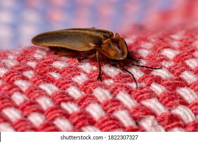 Brazilian Firefly Beetle of the Family Lampyridae
