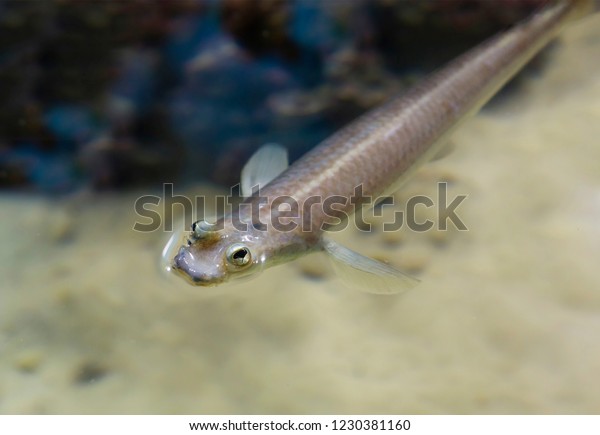 Brazilian four-eyed fish. Four-eyed fish is an\
extremely curious representative of tropical fish due to the\
special structure of the eyes,  but each of them is divided into\
two zones
