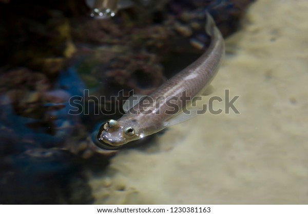 Brazilian four-eyed fish. Four-eyed fish is an\
extremely curious representative of tropical fish due to the\
special structure of the eyes,  but each of them is divided into\
two zones