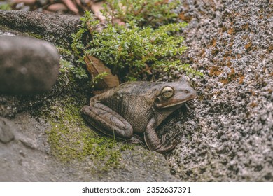 A Brazilian frog standing on a rock beside an ornamental pond - Powered by Shutterstock