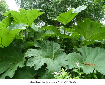 Brazilian Giant-rhubarb Or Giant Rhubarb (Gunnera Manicata) Gunneraceae Family