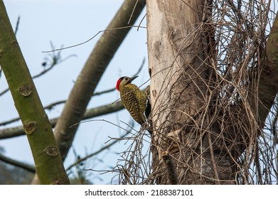 Brazilian green barred woodpecker of the species Colaptes melanochloros - Shutterstock ID 2188387101