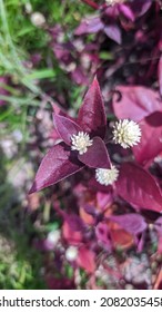 Brazilian Joyweed Alternanthera Brasiliana White Flower Stock Photo