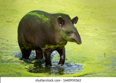 Brazilian Also Known As Lowland Tapir After Bath