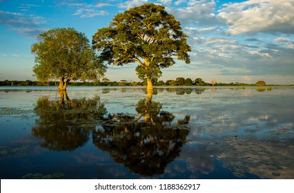 Brazilian Landscape Pantanal