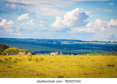 Brazilian nelore catle on pasture in Brazil's countryside.