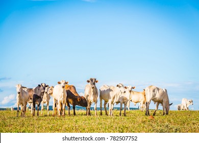 Brazilian nelore catle on pasture in Brazil's countryside.