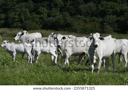 Brazilian nelore cows grazing peacefully