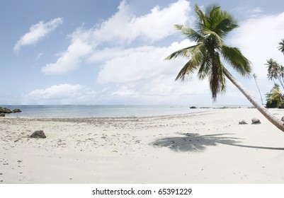 Brazilian Ocean Beach With A Coco Palm, Bahia