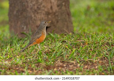 Brazilian Orange thrush (Turdus rufiventris ). A typical Brazilian bird with harmonious and very beautiful song. Selective focus. Sabiá laranjeira in portrait