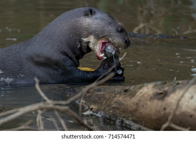 Brazilian Pantanal Giant Otter Stock Photo 714574471 | Shutterstock