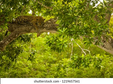 Brazilian Pantanal: The Jaguar