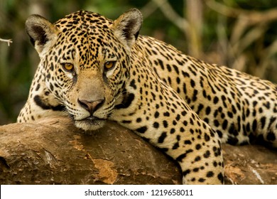 Brazilian Pantanal: The jaguar