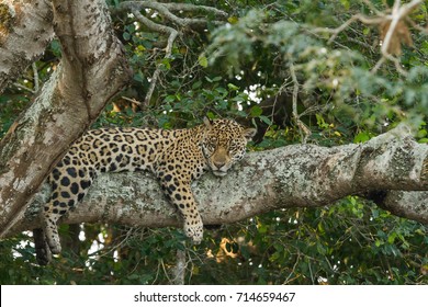 Brazilian Pantanal - Jaguar