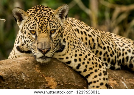Brazilian Pantanal: The jaguar